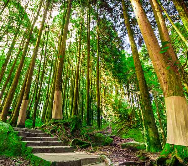 阿里山國家森林遊樂區入園門票