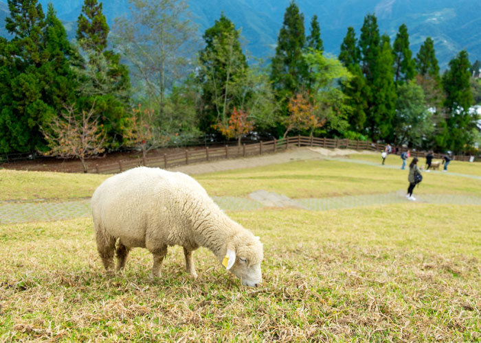 清境農場