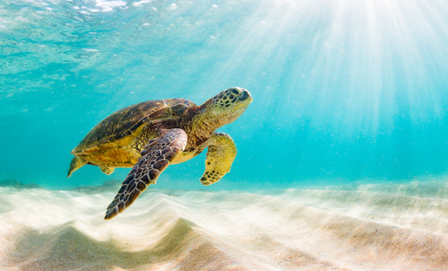 【搭高鐵．送行程】屏東小琉球．海龜尋訪輕鬆遊2日