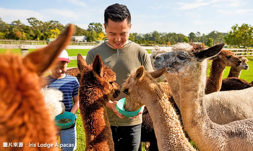 鍾情雪梨》雪梨印象港灣.藍山國家公園.品酒趣餵羊駝.費瑟戴爾動物園7日