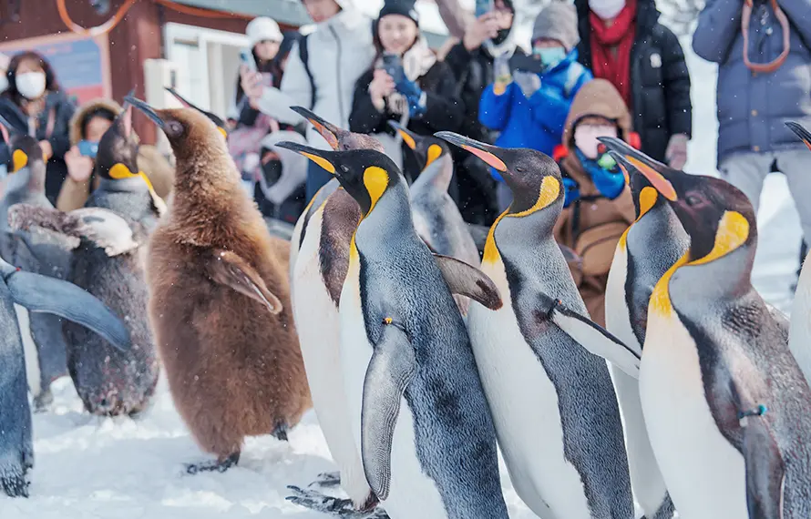 北海道好好玩》小樽函館山.定山溪光盛典.尼克斯企鵝秀.三大蟹雙溫泉5日
