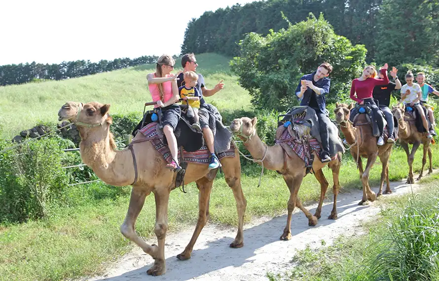 濟州玩很大》神話世界樂園.騎駱駝武藝秀.華麗百匯晚餐.五星萬豪酒店5日