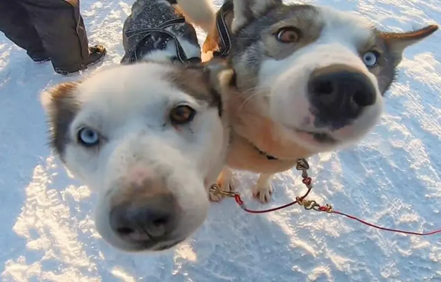 芬蘭幸福極光》玻璃極光屋.帝王蟹雪橇車.聖誕老人村.巴黎住宿兩晚11日