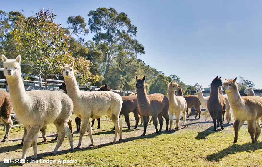 吉享雪梨》雪梨印象港灣.藍山國家公園.品酒趣餵羊駝.費瑟戴爾動物園8日