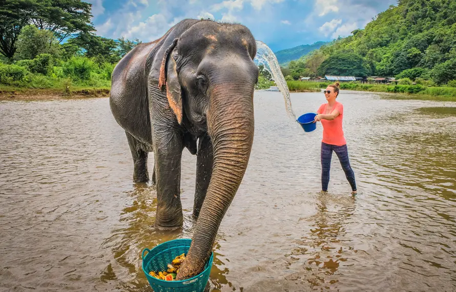 清邁精選集》大象友善營.泰式雙享風情.必比登推薦餐廳.兩晚五星飯店5日
