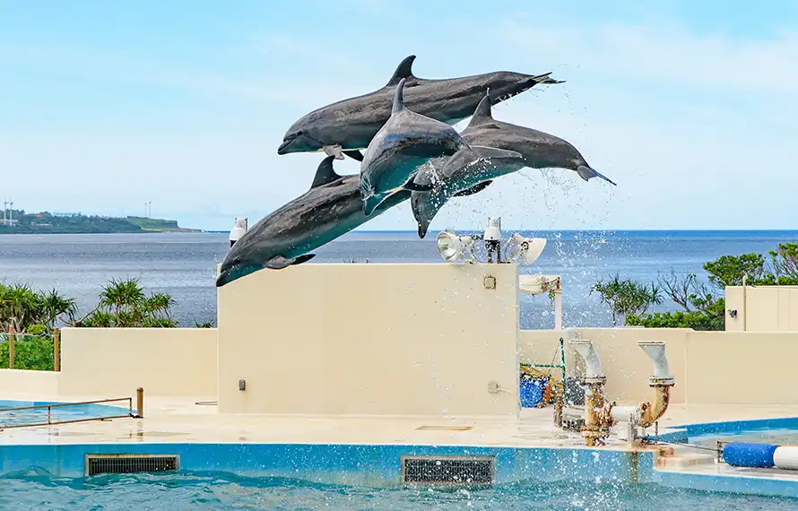 就是愛沖繩》海洋博公園.玉泉洞王國村.銀河半潛艇.魅力逍遙遊4日