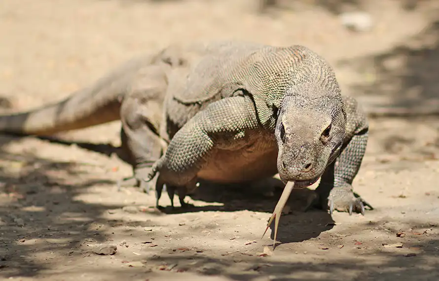 峇里秘境.兩人成行》科摩多巨蜥島.最美粉紅沙灘.藍色斷崖公路.全程中文導遊5日