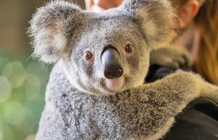 東澳發燒星》最愛黃金海岸.布里斯本漫遊.海洋世界遊船.庫倫賓動物園7日