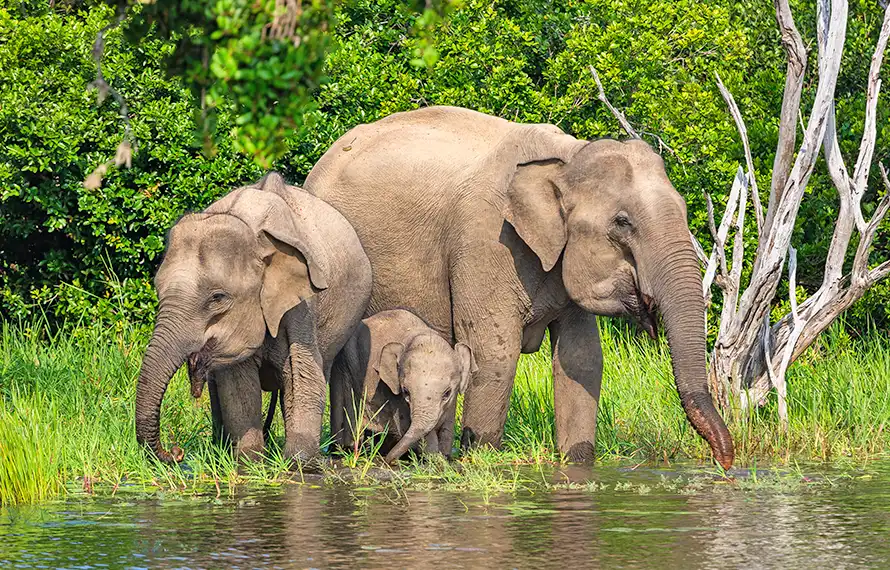 南洋之淚.斯里蘭卡》獅子岩丹布拉.雅拉國家公園.高山茶園火車.五星飯店9日