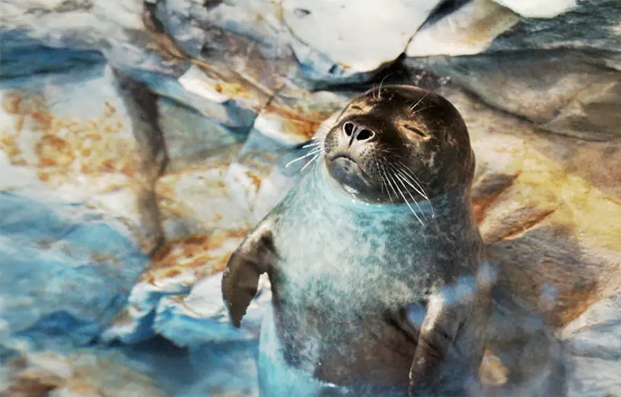 百萬網紅遊濟州》神話世界樂園.史努比泰迪熊.世界級水族館.全程五星萬豪5日