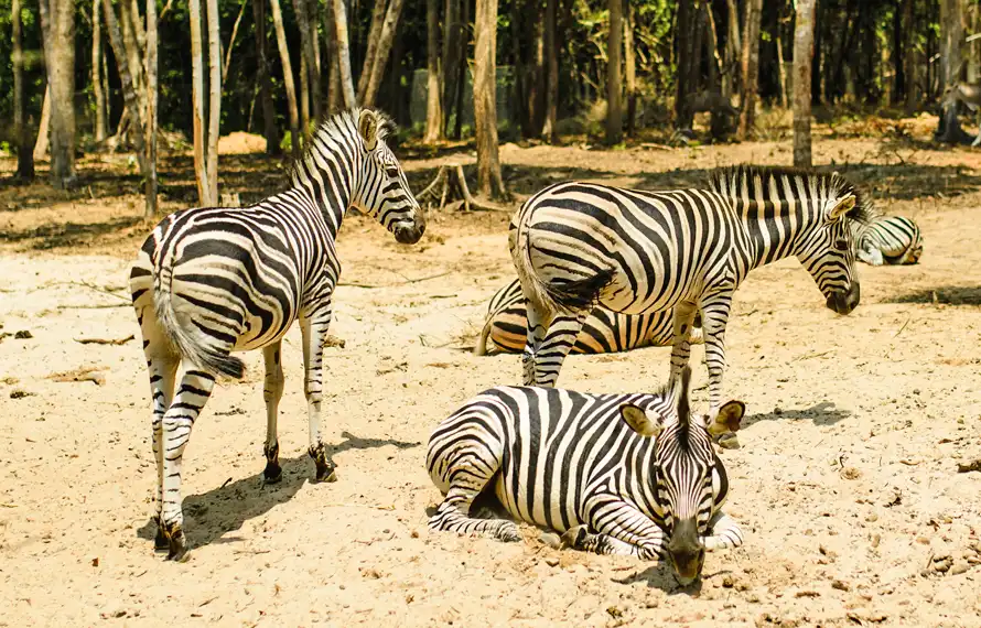 嗨玩富國島》野生動物園.跨海全景纜車.地中海小鎮.五星飯店自助餐4日