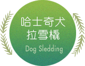 哈士奇犬拉雪橇