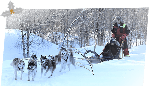 Dog Sledding