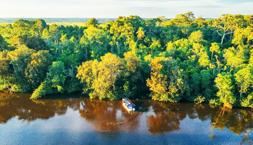 馬來西亞沙巴婆羅洲 自然生態
