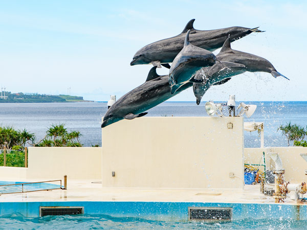 日本 沖繩美麗海水族館.玉泉洞大鼓秀.恐龍主題公園.殘波岬美爵飯店4日