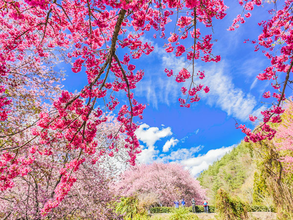 北橫雲霧森林.武陵農場櫻花保證入園.山林音樂饗宴.棲蘭山莊2日