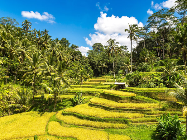 峇里島 野生動物園.德哥拉朗梯田.獨棟泳池別墅.奢華穆麗雅渡假村5日