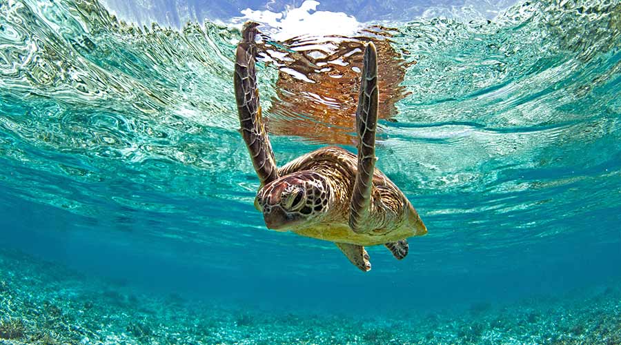 東澳黃金凱恩斯》絕美大堡礁.熱帶雨林探險.莫瑞頓海豚島.天堂鄉農莊體驗9日