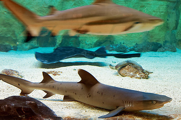 【野柳海洋世界】入場門票