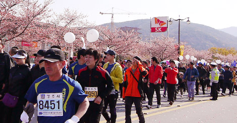 <br>韓國慶州櫻花馬拉松