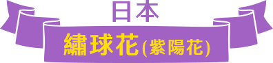 日本繡球花