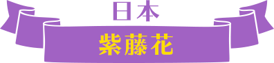 日本紫藤花