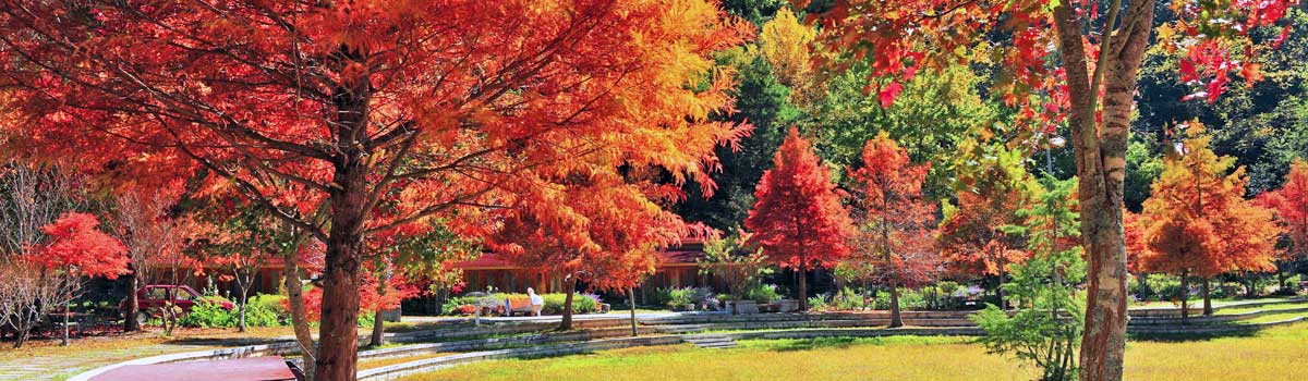 【遇見武陵最美秋天】保證入住富野度假村~楓紅銀杏雙重奏、高山音樂會、星空夜語二日(南崁、台北) 【遇見武陵最美秋天】保證入住富野度假村~楓紅銀杏雙重奏、高山音樂會、星空夜語二日(南崁、台北)