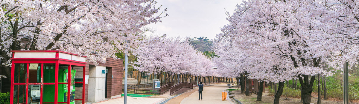 TXG韓國櫻紛飛～汝矣櫻花隧道、首爾林櫻花路、稻花農夫體驗、乙晚五星飯店五日