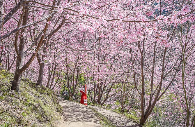 司馬庫斯.櫻花》賓士六人成行.財伯櫻花林園.雲端景觀餐廳.鎮西堡輕旅行2日(台北、南崁出發)