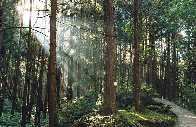 嘉義FUN暑假.阿里山百年鐵道》夜間觀星導覽.高山茶席體驗.虎珍堂森之院.採芭樂初體驗3日
