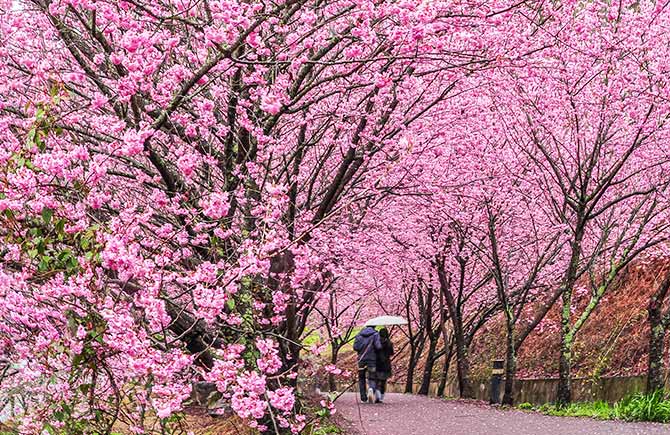 武陵櫻花季》武陵農場紅粉佳人櫻花海.世外桃源松林大道1日