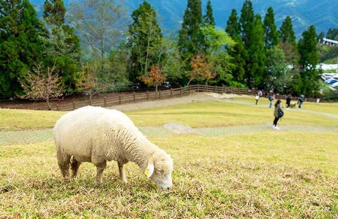 南投 高鐵旅遊.最高折888》南投奧萬大.清境青青草原2日