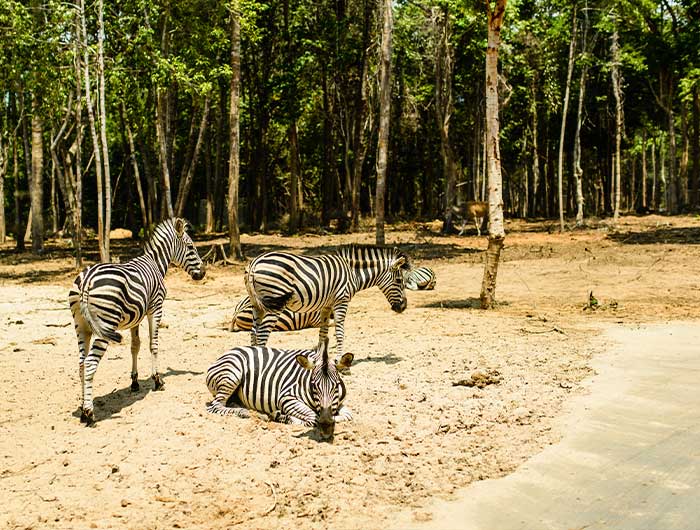 珍珠野生動物園