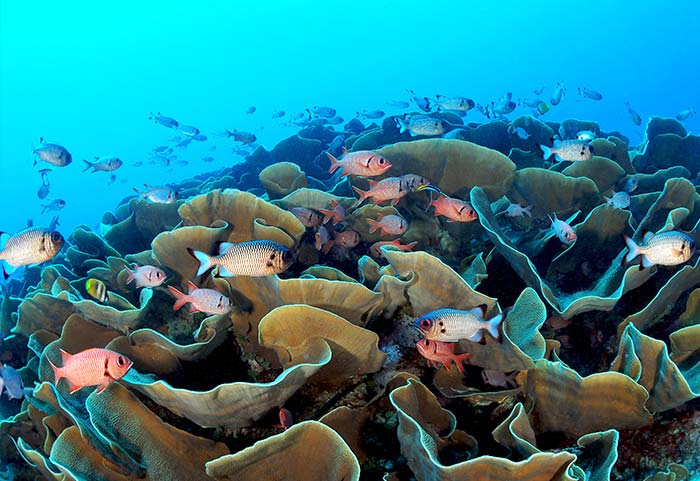 珊瑚礁熱帶魚
