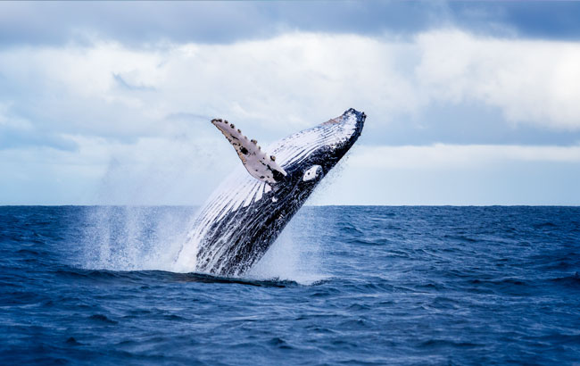 東澳FUN暑假》黃金雙樂園.兩晚海豚島.驚奇滑沙賞鯨.天堂鄉農莊遊9日