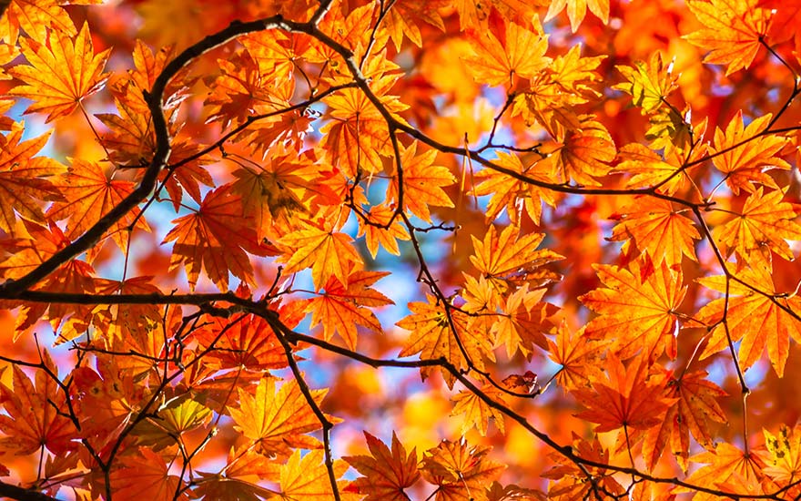 楓紅奧萬大.超值玩南投》蔦屋書店咖啡.日月潭遊船.九宮格風味餐.承萬尊爵酒店2日 楓紅奧萬大.超值玩南投》蔦屋書店咖啡.日月潭遊船.九宮格風味餐.承萬尊爵酒店2日