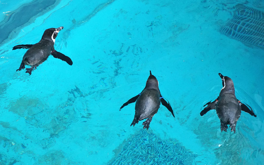 豪享玩九州》豪斯登堡.森林美術館.企鵝館斜坡車.長腳蟹吃到飽5日