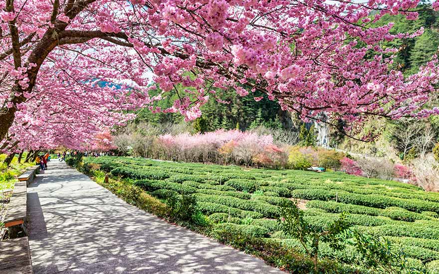 武陵櫻花季》武陵農場紅粉佳人櫻花海.世外桃源松林大道一日 武陵櫻花季》武陵農場紅粉佳人櫻花海.世外桃源松林大道一日