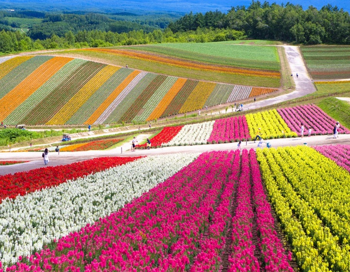 青池＋四季彩之丘＋富田農場