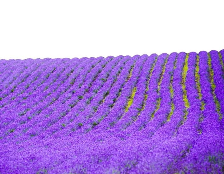 青池＋四季彩之丘＋富田農場