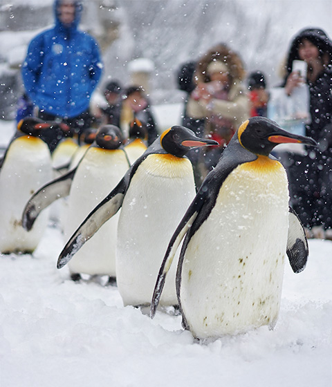 旭山動物園＋白須瀑布