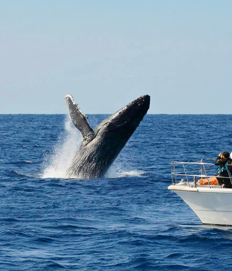 沖繩賞鯨之旅
