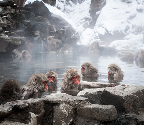 地獄谷野猿公苑