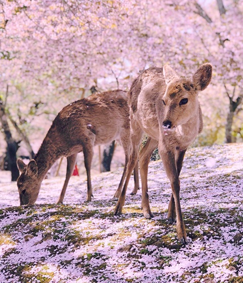 奈良公園＋吉野山賞櫻