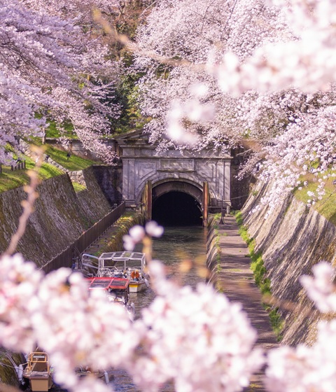 三井寺夜櫻＋琵琶湖疏水