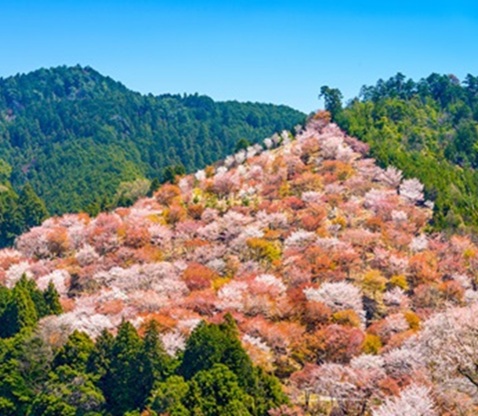 金峯山寺藏王堂＋吉野山賞櫻