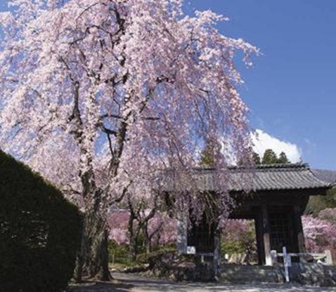 光前寺＋高遠城址公園
