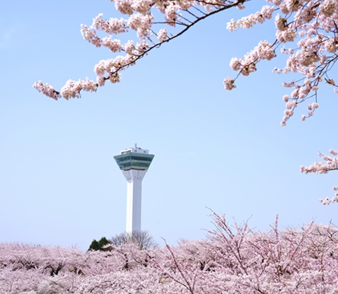 清川千本櫻＋五稜郭公園
