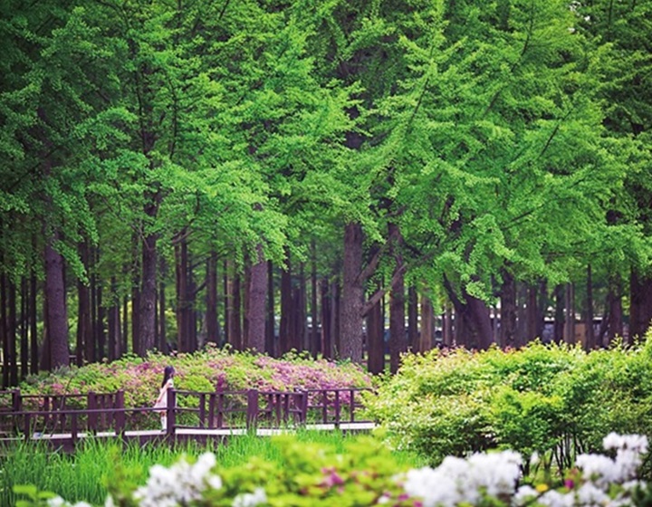 南怡島+江村鐵道單車+小法國村