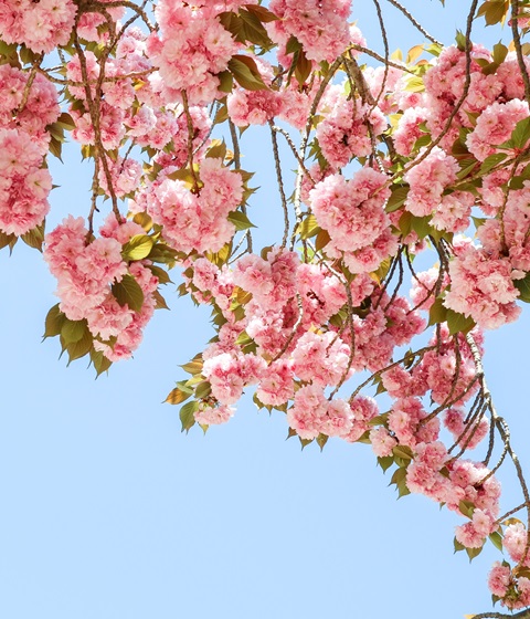 八重櫻花一日遊